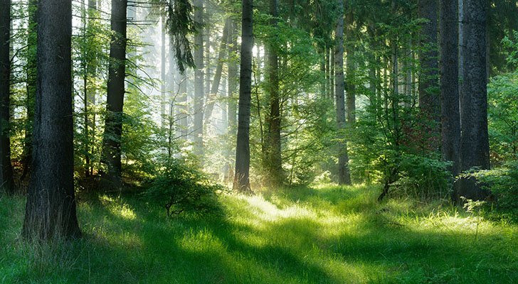 Waldluft: 8 Gründe, warum der Wald Dein Immunsystem stärkt